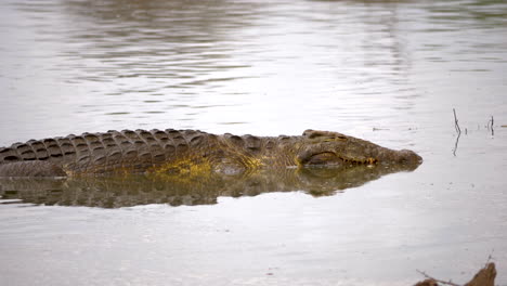 a big crocodile lays still in the water, slowly opening its eyes