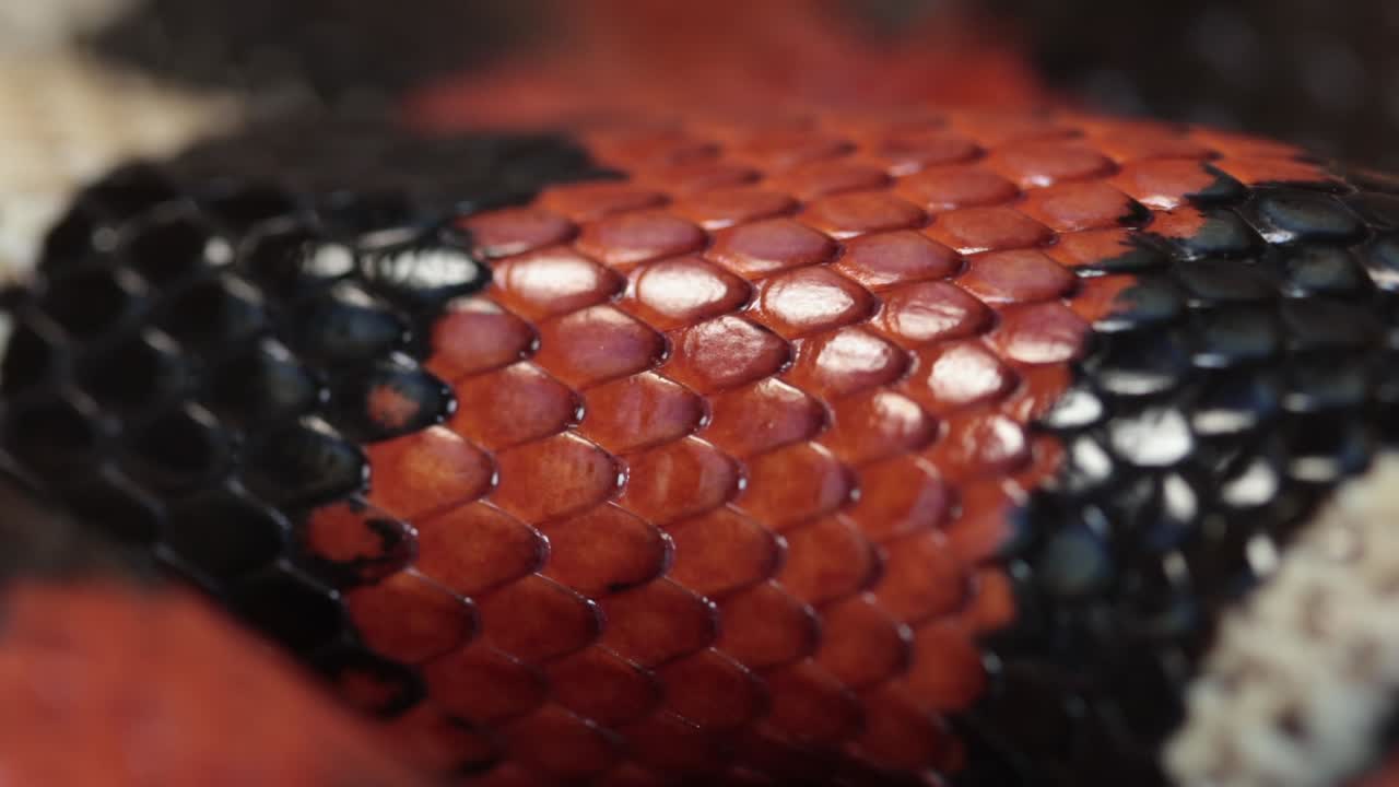 Primo piano delle squame di un serpente del latte di Puelan, Lampropeltis triangulum campbelli, che si muovono mentre respira.