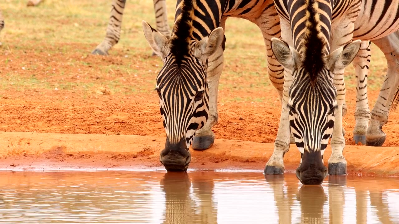 Slettezebraer drikker ved vandhul i Welgevonden vildtreservat, Sydafrika