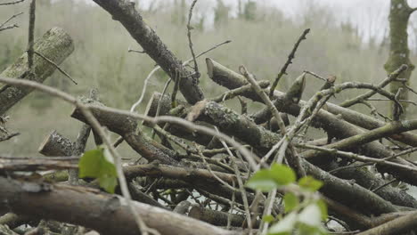 Moving-through-a-large-pile-of-sticks-in-slow-motion