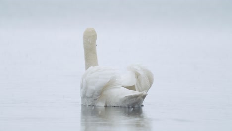 Wild-mute-swan-eating-grass-underwater-closeup-in-overcast-day