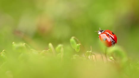 Close-up-wildlife-of-a-ladybug-in-the-green-grass-in-the-forest