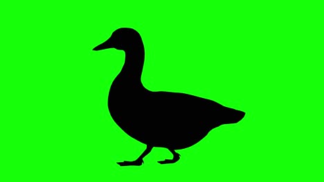 silhouette of a duck walking, on green screen, side view