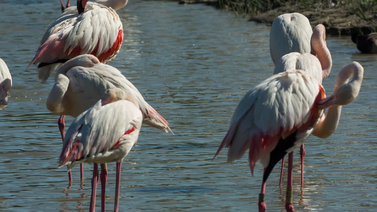 카마그 플라밍고 07