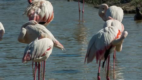 Flamencos-Carmargue-07