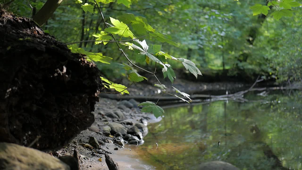 peaceful river in the forest