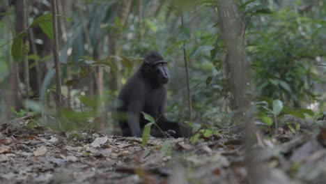 ein freier, wilder affe sitzt auf dem boden im dschungel und schaut sich neugierig um