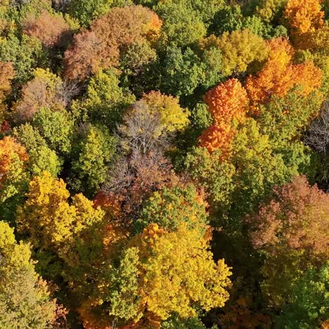 texture of forest view from above