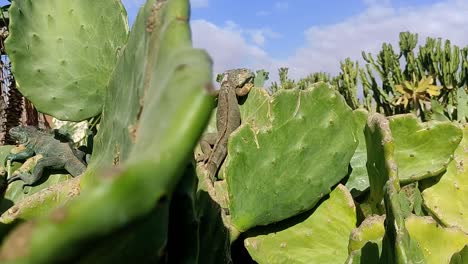 el dragón barbudo se esconde y se baña en el calor en un gran cactus verde en marruecos cerca de baluem himmelle