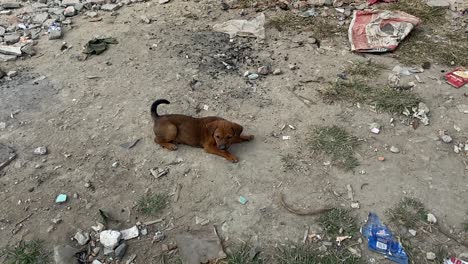 young stray brown puppy sat on rubbish strewn ground wagging its tail in dhaka, bangladesh