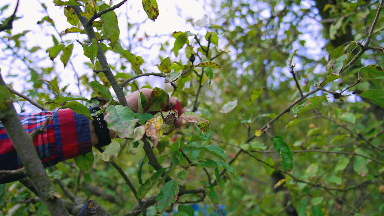 Agriculture organic fruits farming. Harvesting ripe red apples into basket.
