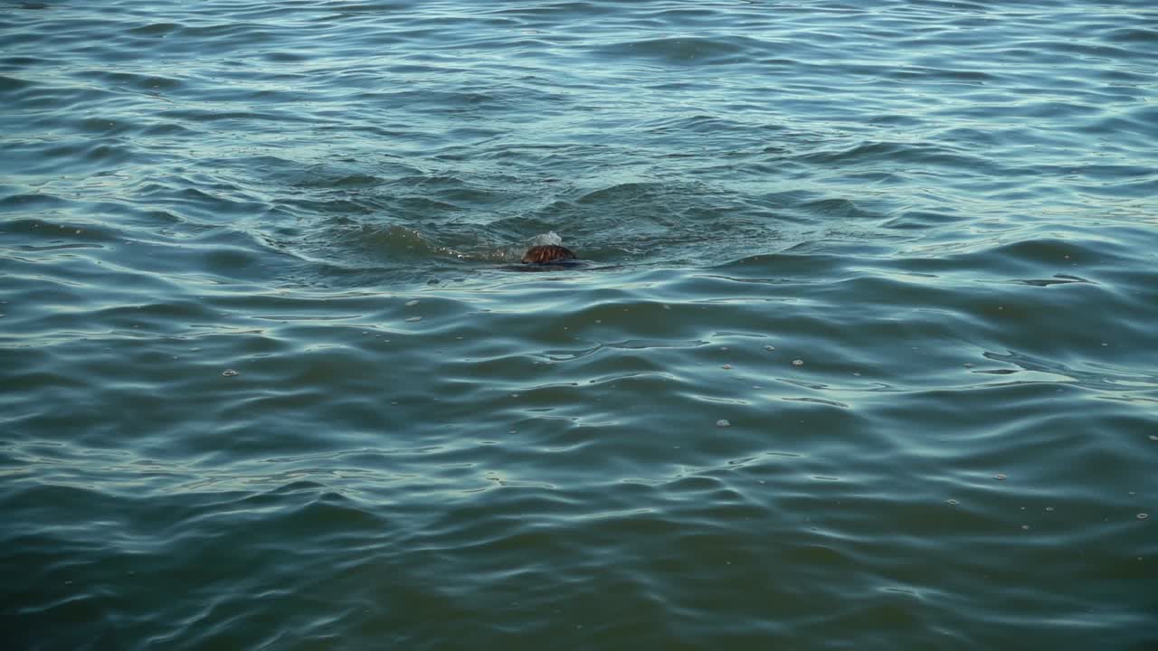The man swims in the sea in the summer evening. Slow motion