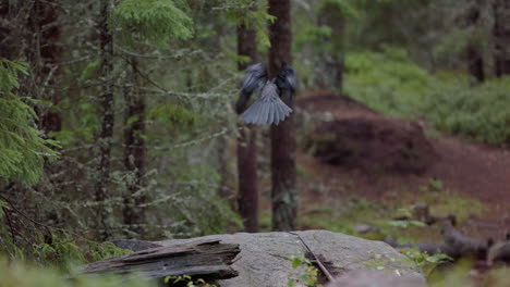 single raven flies off rock in pristine woods in slow motion, static