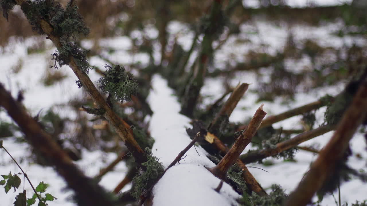 A beautiful nature video of a fallen tree covered with snow in a forest of pine, fir and birch trees on the Vitosha mountain in Sofia, Bulgaria
