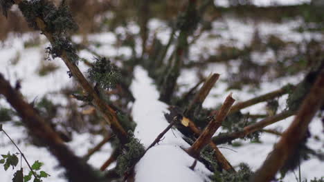 a beautiful nature video of a fallen tree covered with snow in a forest of pine, fir and birch trees on the vitosha mountain in sofia, bulgaria