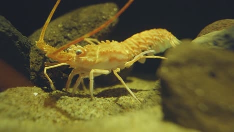 banded whip lobster inside the glass aquarium with rocks in numazu, japan