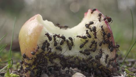 ant colony eating apple, gathering food for nest, insect closeup