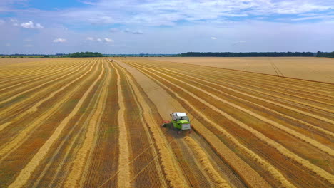 combine harvesting large field. agricultural machines collecting golden wheat field
