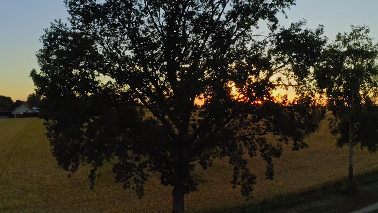 Bellissimo momento del tramonto con il drone che parte da dietro un albero e si alza su un campo di mais giallo, il sole in controluce - fine di una meravigliosa giornata estiva