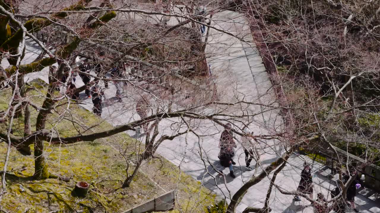 Tourists walking under the early blooming cherry blossom trees as they explore Kiyomizu-dera