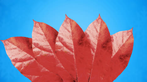 animation of red autumn leaves on blue background