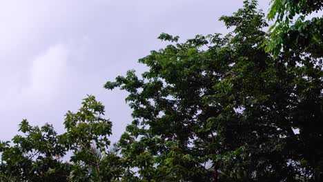 Baumwipfel-Mit-Grünen-Blättern,-Die-Sich-Bei-Stürmischen,-Windigen-Wetterbedingungen-Auf-Einer-Abgelegenen-Tropischen-Insel-Sanft-Wiegen
