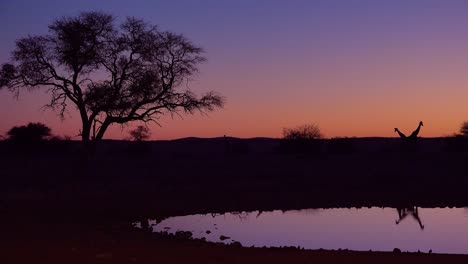 remarkable shot of giraffes drinking reflected in a watering hole at sunset or dusk in etosha national park namibia 5