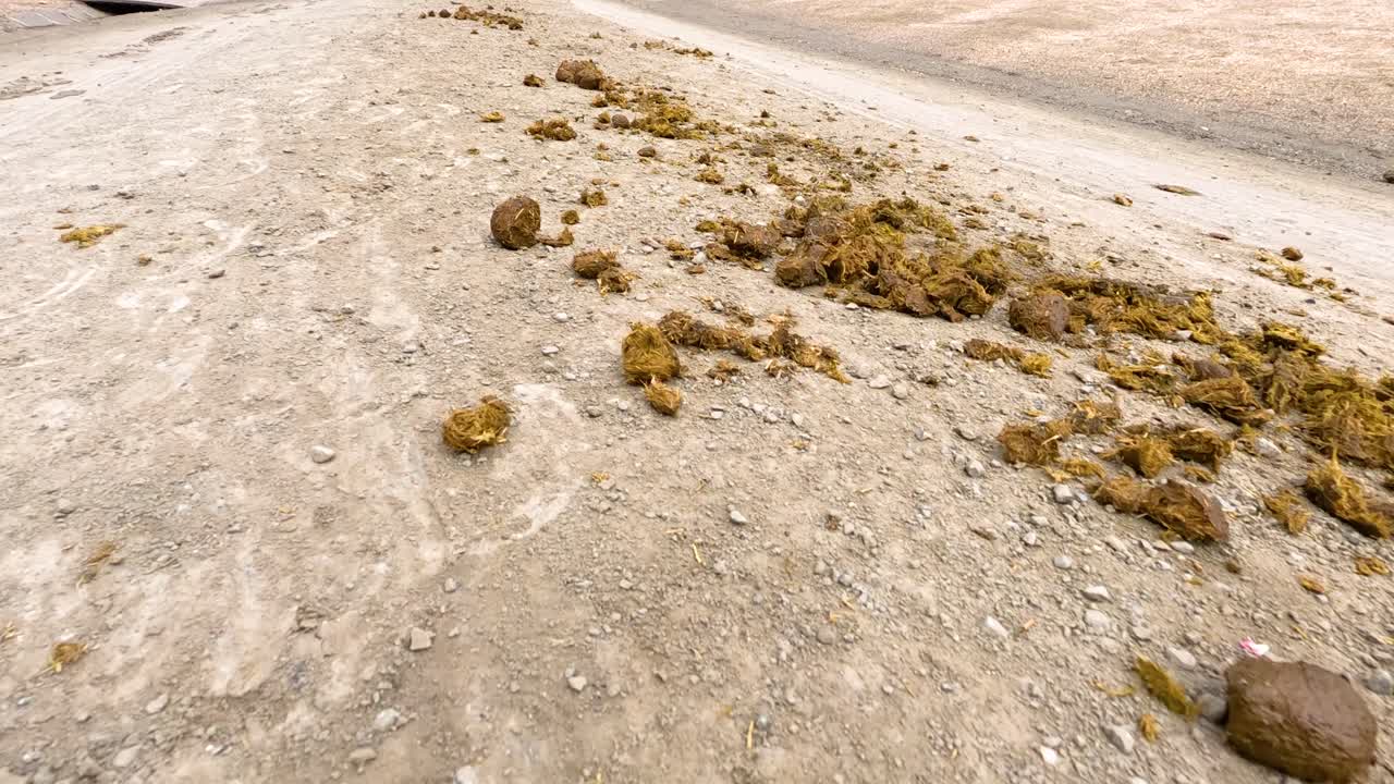 A series of images showing horse manure scattered along a dirt path, captured in natural lighting