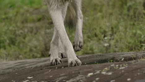 arctic-wolf-closeup-wet-paws-walk-towards-camera-slomo