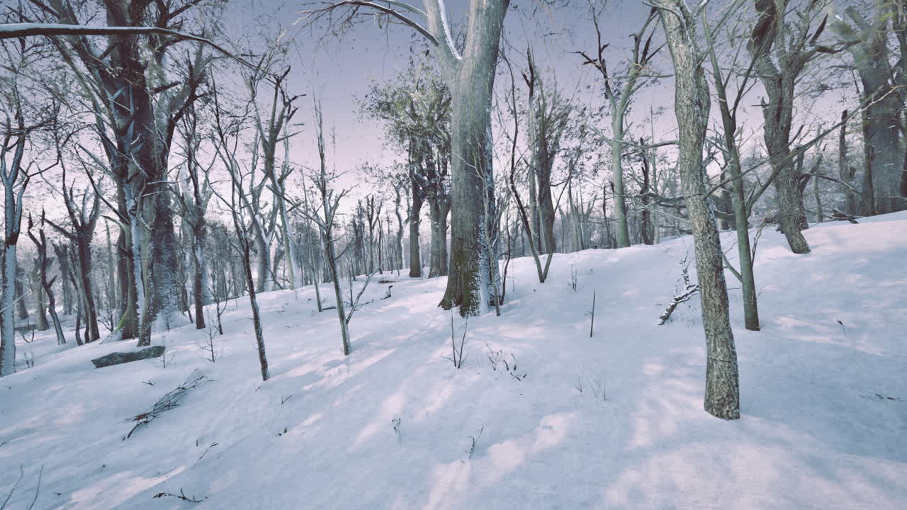 Winter landscape with bare trees and snow covered ground in a serene forest