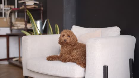 un labradoodle, mascota sentado en un sofá blanco en casa