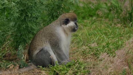 monkey in a grassy area