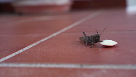 zoom into a close up with a grasshopper and piece of apple on orange tiles