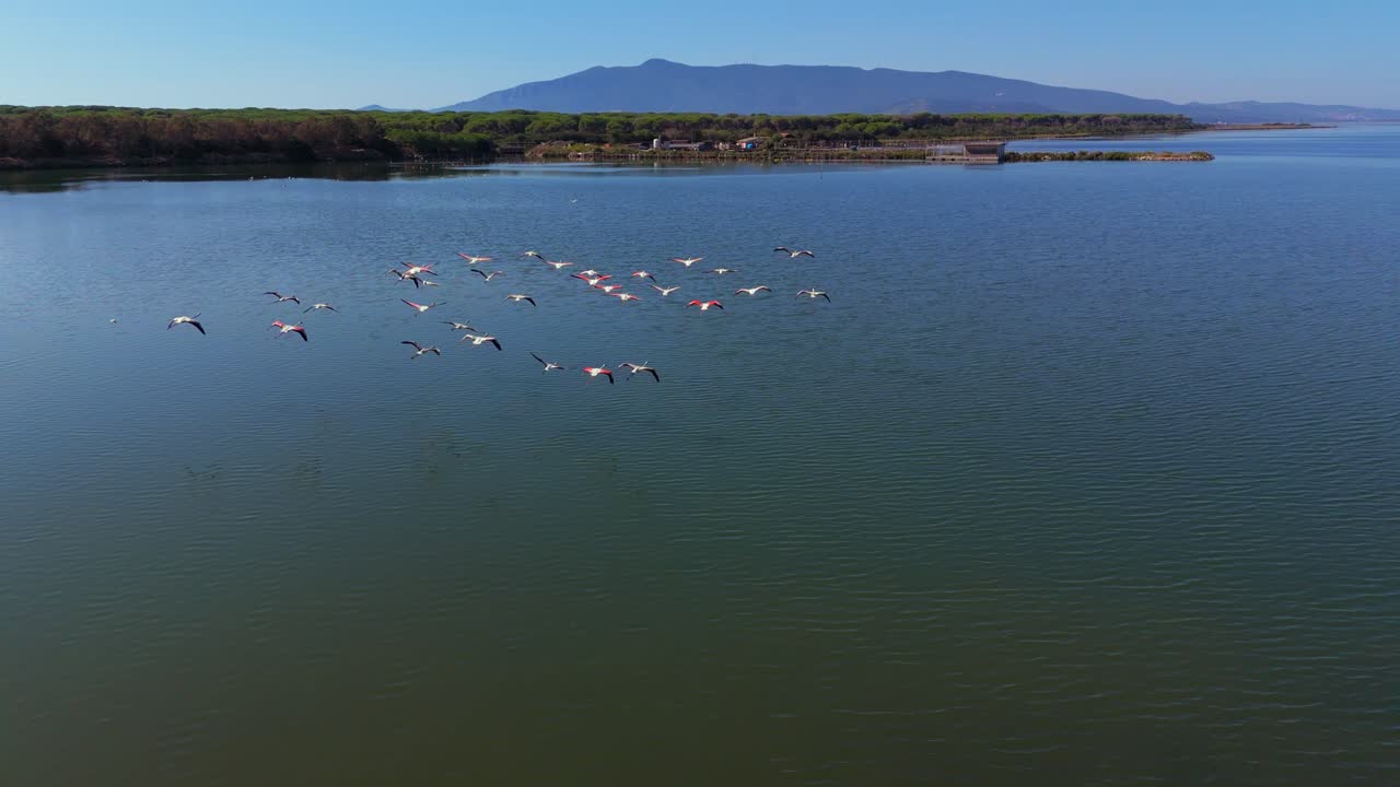 Flamingos flying over Shallow water lagoon savannah