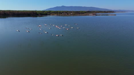 flamencos volando sobre la sabana de la laguna de aguas poco profundas