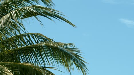 ramas de palma de coco que soplan en la suave brisa en un día tropical templado