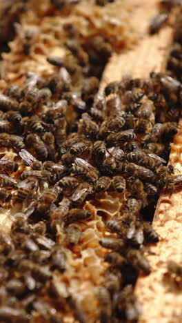 bee family working on the top of frames in the beehive. bee brood backdrop. close up. vertical video