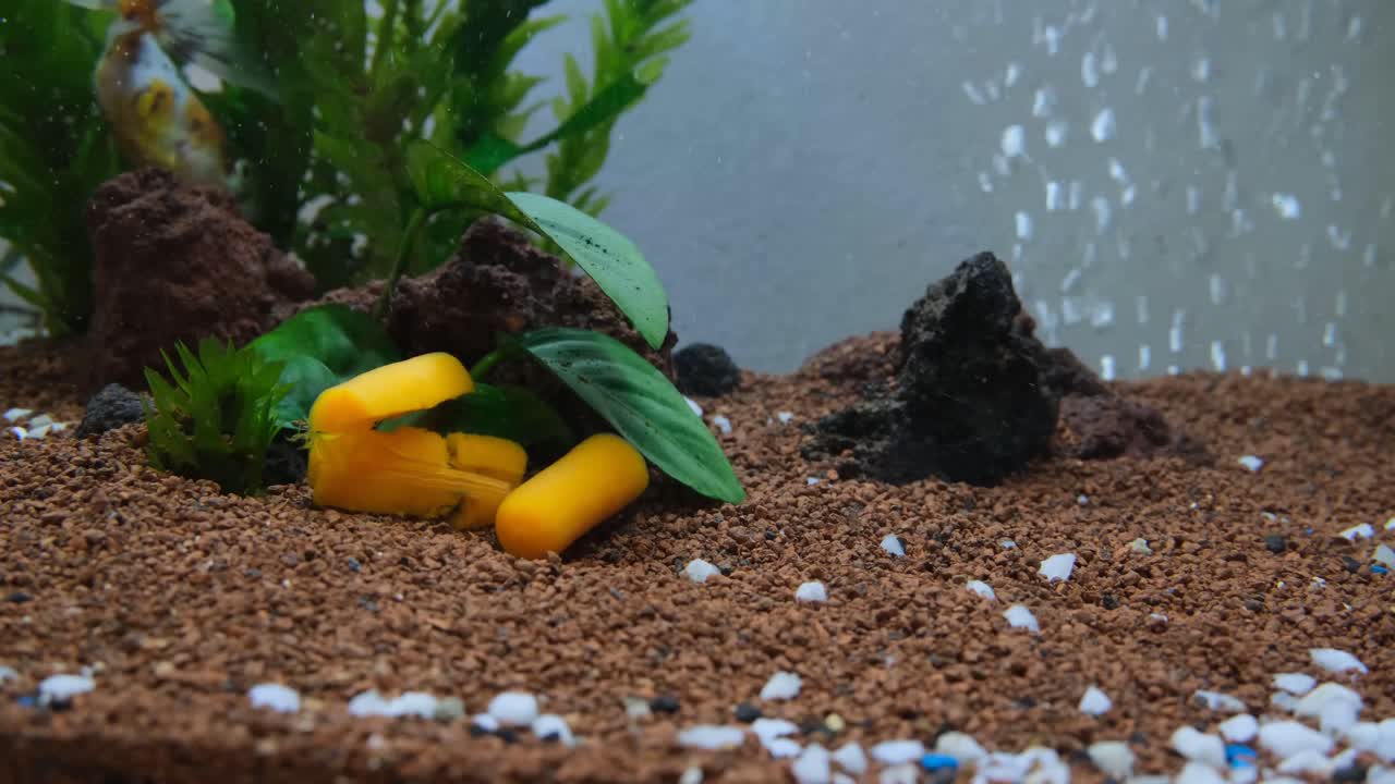 hermosos y coloridos peces dorados nadando y haciendo volteretas en un acuario natural verde con plantas silvestres y alimentos naturales.