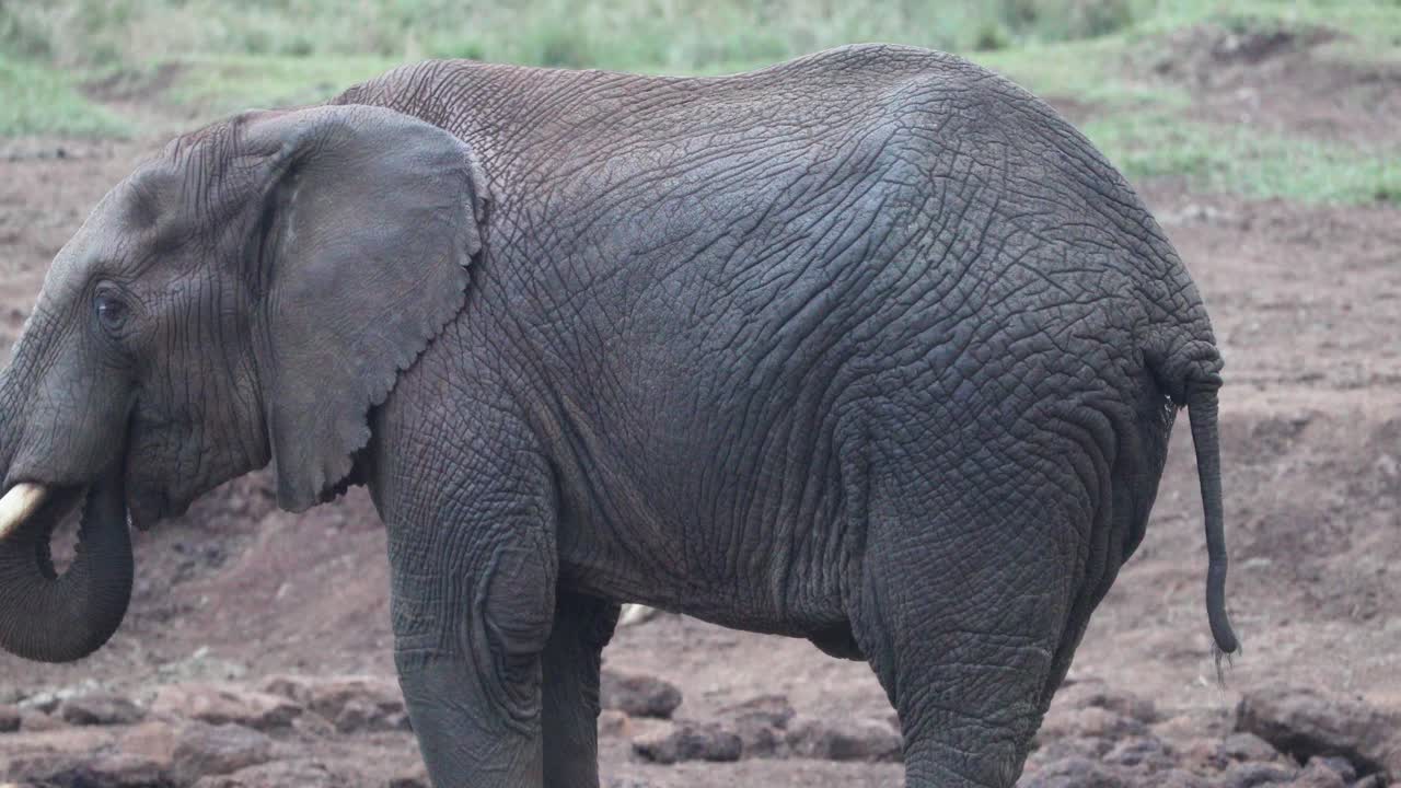 케냐 의 아베르다레 국립 공원 에 있는 강 에서 물 을 마시면서 리를 흔들고 있는 아프리카 코끼리