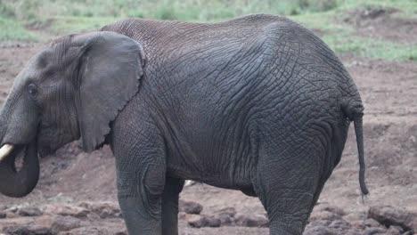 elefante africano moviendo su cola mientras bebe en el río en el parque nacional de aberdare, kenia