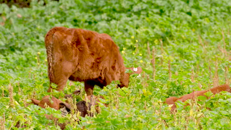 cute cow calf grazing in lush field, with others laying down, telephoto shot