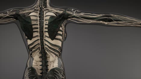 cuerpo humano transparente con huesos visibles