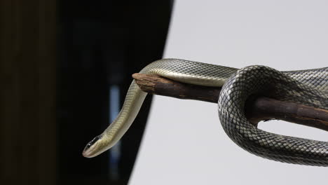 vietnamese blue beauty snake moving along tree branch - wide shot