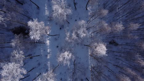 bosque estacional en invierno el norte de europa cubierto de escarcha vista aérea soleada