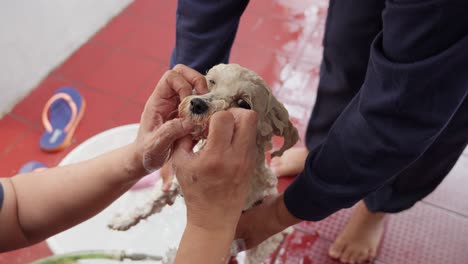 Adorable-Caniche-Toy-Disfrutando-De-Una-Refrescante-Ducha