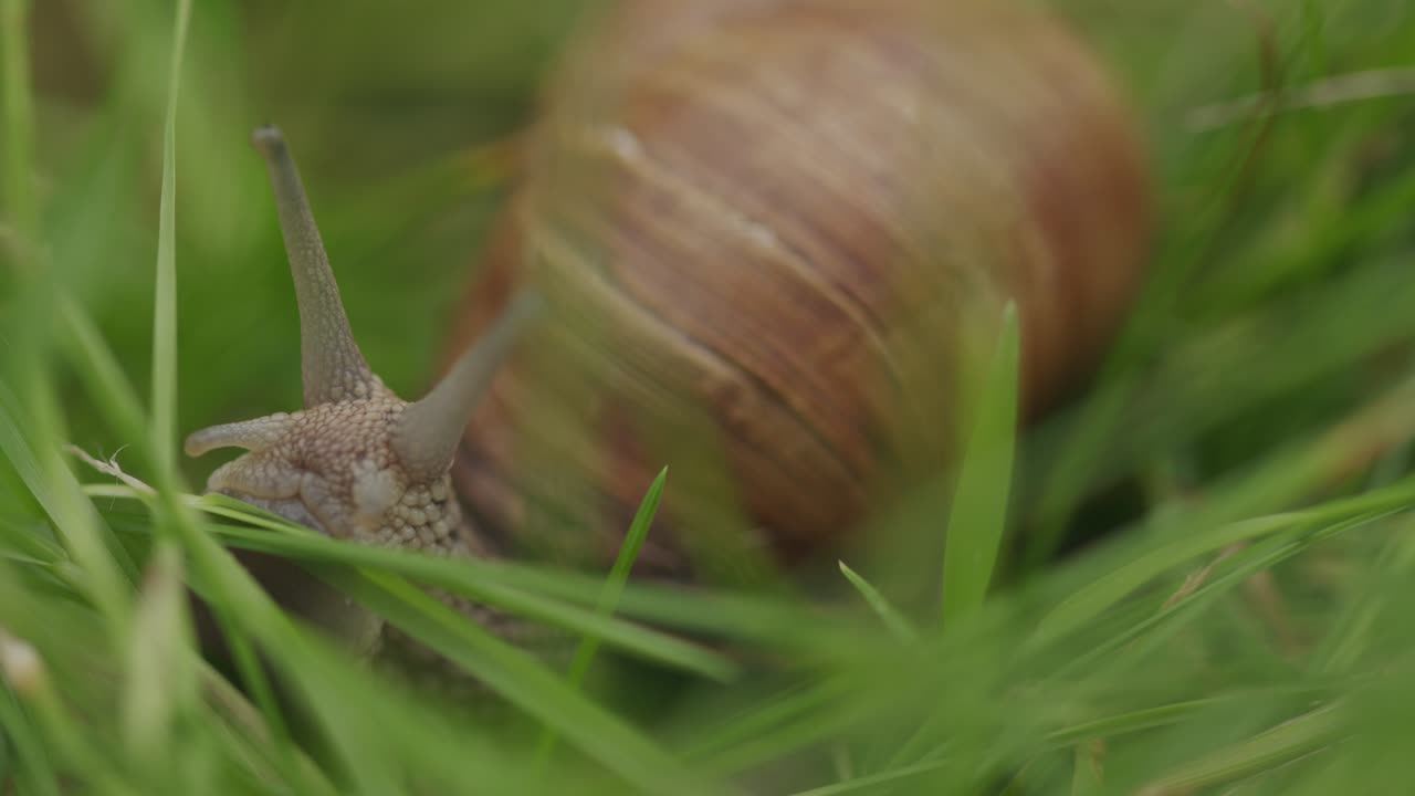 cerca de caracol comestible helix pomatia arrastrándose