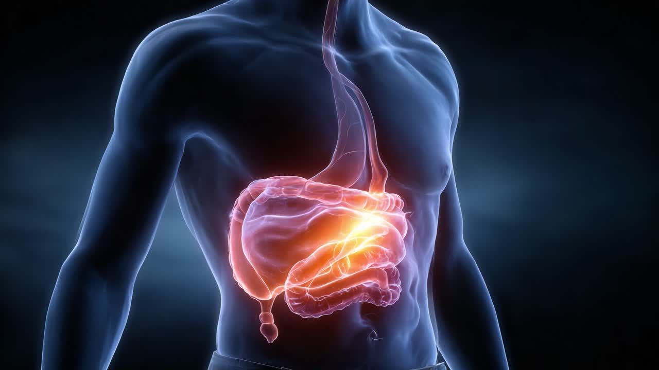 Anatomical Visualization of the Human Digestive System: A Detailed Look at Gastrointestinal Organs and Their Interactions in a Stunning Glow Representation