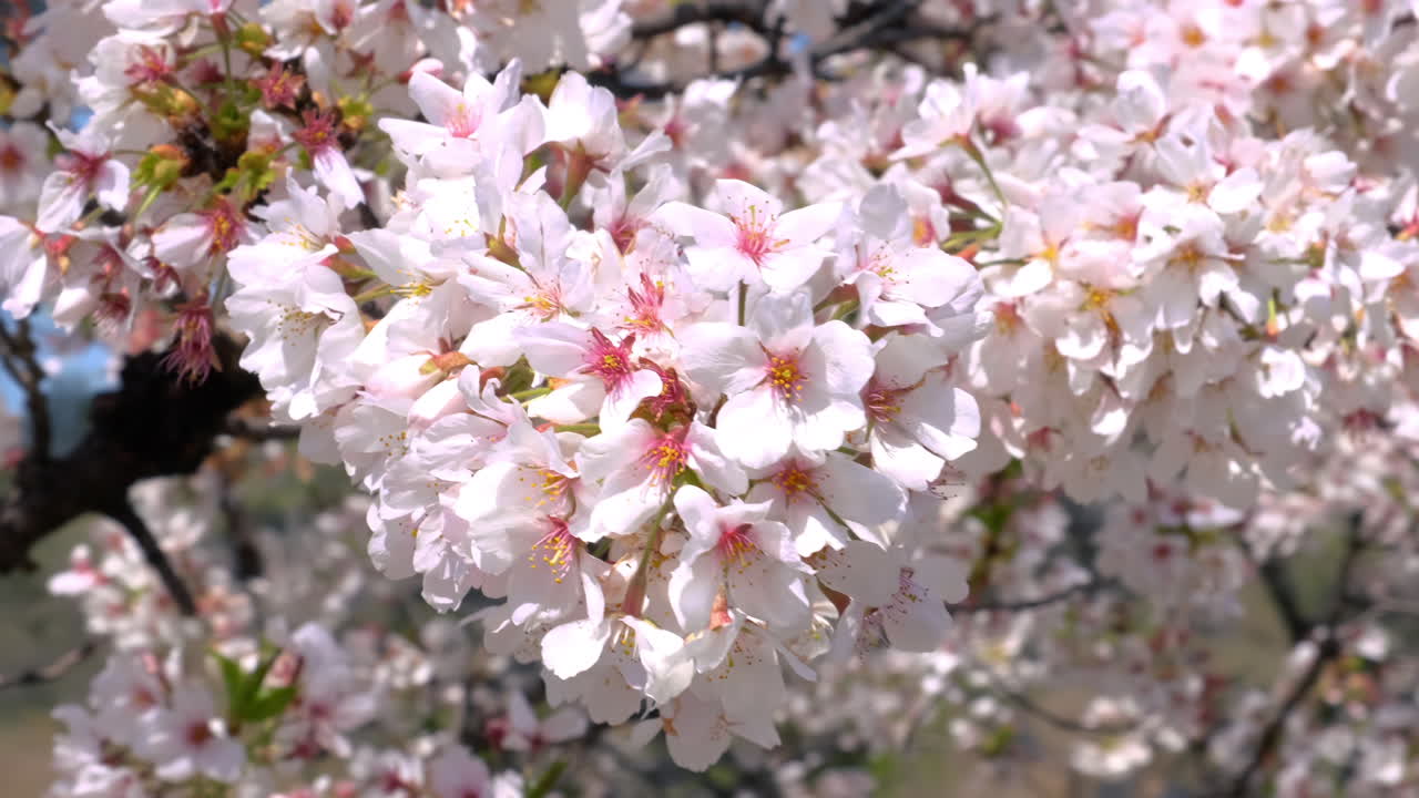 Güneşli bir günde mavi gökyüzü arka planı ile badem sakura çiçeklerinin dalları