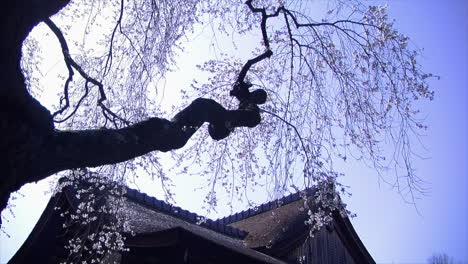 large branch of a weeping cherry tree , laden with blossoms, above the roof of a japanese house