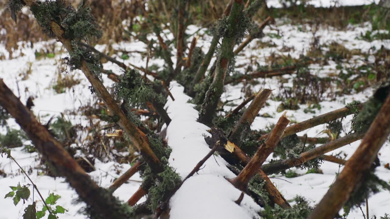 A beautiful nature video of a fallen tree covered with snow in a forest of pine, fir and birch trees on the Vitosha mountain in Sofia, Bulgaria